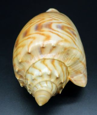 pattern Voluta Amoria jansae F,  111 mm seashell Australia IG 3