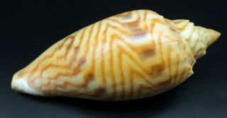 pattern Voluta Amoria jansae F,  111 mm seashell Australia IG 4
