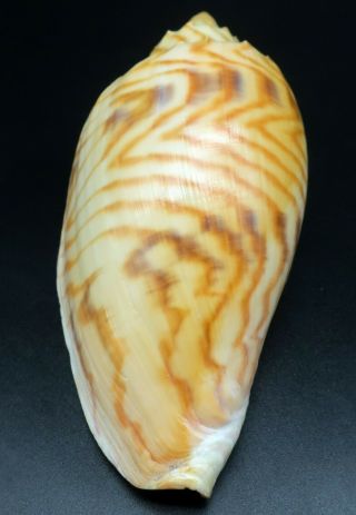 pattern Voluta Amoria jansae F,  111 mm seashell Australia IG 5