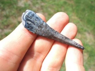 Top Quality Llama Incisor From Leisey Shell Pit Florida Fossils Tooth Teeth Bone