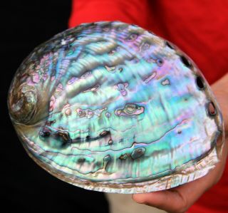 6.  5 " Large Gemmy Rainbow Polished Paua Abalone Shell Ab131