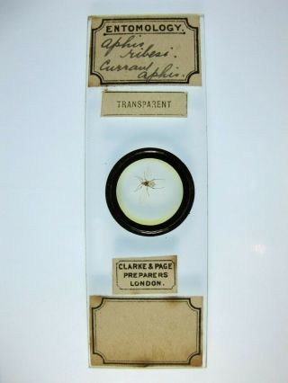 Antique Microscope Slide By Clark & Page.  Aphis Ribeas.  Currant Aphis.