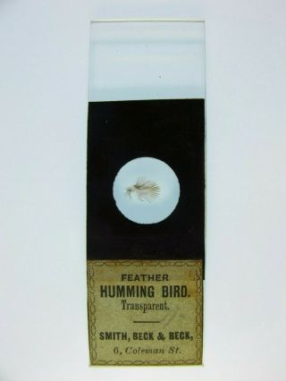 Antique Microscope Slide By Smith,  Beck & Beck.  " Feather Of Humming Bird ".