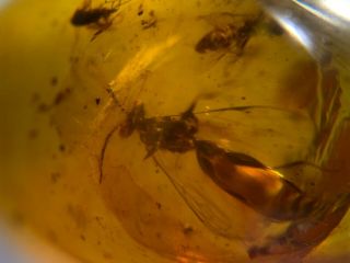 2 Wasp Hornet&fly Burmite Myanmar Burmese Burma Amber Insect Fossil Dinosaur Age