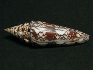 Conus Milneedwardsi F.  Clytospira (melvill & Standen 1899)  (115.  8mm)