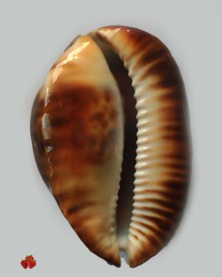 Cypraea ZOILA THERSITES Port Lincoln,  S.  Australia 80,  8 mm F, 4