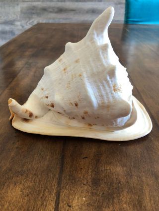 Real Large Horned Queen Helmet Conch Sea Shell 8x6x5 Beach Decor