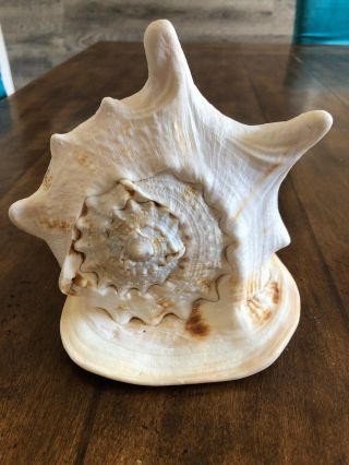Real Large Horned Queen Helmet Conch Sea Shell 8x6x5 Beach Decor 2