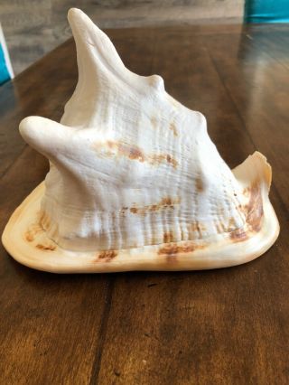 Real Large Horned Queen Helmet Conch Sea Shell 8x6x5 Beach Decor 3
