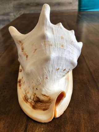 Real Large Horned Queen Helmet Conch Sea Shell 8x6x5 Beach Decor 4
