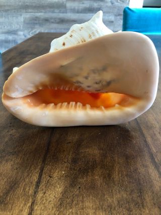 Real Large Horned Queen Helmet Conch Sea Shell 8x6x5 Beach Decor 5