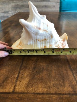 Real Large Horned Queen Helmet Conch Sea Shell 8x6x5 Beach Decor 6