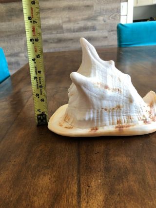 Real Large Horned Queen Helmet Conch Sea Shell 8x6x5 Beach Decor 7