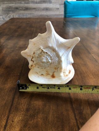 Real Large Horned Queen Helmet Conch Sea Shell 8x6x5 Beach Decor 8