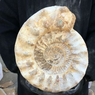 27.  3lb Natural Crystal Ammonite Nautilus Shell Jurrassic Fossil Specimen Wot123