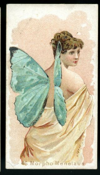 1888 N183 Wm S.  Kimball Cigarettes Butterflies - 46 Morpho Menelaus