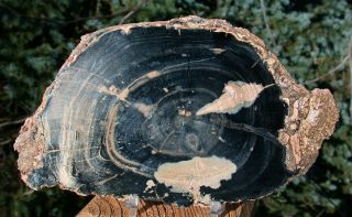 Sis: Jet Black Wyoming Eden Valley Petrified Wood Round