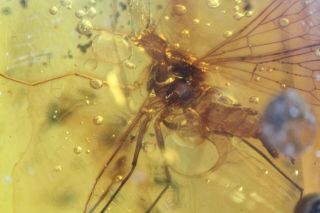 Burmese Amber,  Fossil Insect Inclusion,  Mecoptera (scorpion Fly)