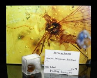Burmese Amber,  Fossil Insect Inclusion,  Mecoptera (Scorpion Fly) 2