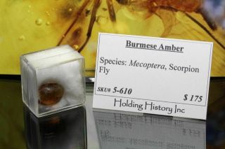 Burmese Amber,  Fossil Insect Inclusion,  Mecoptera (Scorpion Fly) 3