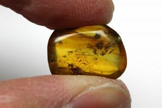 Burmese Amber,  Fossil Insect Inclusion,  Mecoptera (Scorpion Fly) 4