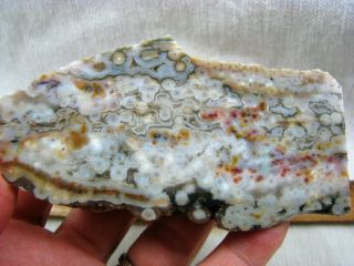 Ocean Jasper Rough From Madagascar Thick End Cut For Cabbing And Polishing