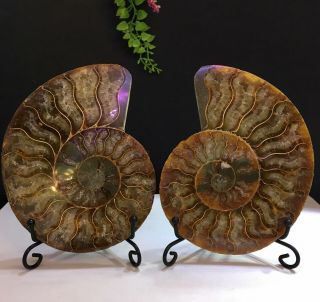 482g Natural A Ammonite Ancient Fossils Slice Nautilus Jade Shell,  Stand