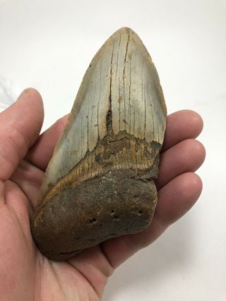 5.  09” Megalodon Fossil Giant Shark Teeth All Natural Large Ocean Tooth (685)