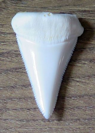 1.  680 " Lower Nature Modern Great White Shark Tooth (teeth)