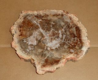 Polished Petrified Wood Full Round Slab With Bark 5 - 1/2 " X 4 - 1/2” X 3/8” Thick