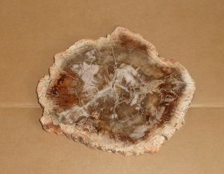 Polished Petrified Wood Full Round Slab with Bark 5 - 1/2 
