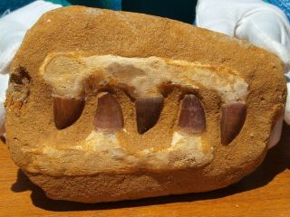 Mosasaur Dinosaur Jaw Section With Fossil Teeth 5.  75 " Inch