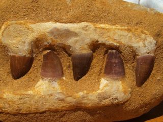 Mosasaur Dinosaur Jaw Section with Fossil Teeth 5.  75 
