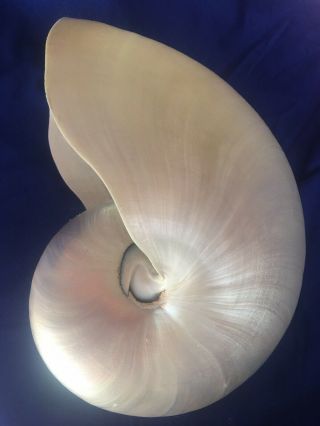 Natural Nautilus Sea Shell,  Pearly Iridescent Rainbows,  Large 6.  5”x 5”x 3.  25”