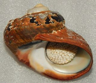 Seashell Turbo Sarmaticus 101mm W/o Big & Natural