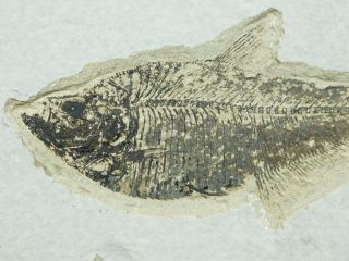 Fine Bones On This 100 Natural Aaa Diplomystus Fish Fossil Wy 1025gr E