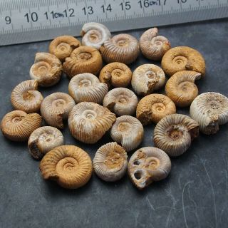24x Ammonite 19 - 24mm Perisphinctes sp.  Fossil Jurassic Fossilien Ammoniten 5