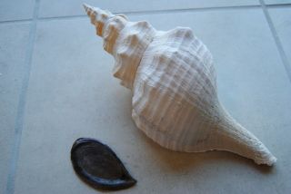 Florida Horse Conch Seashell 14 "