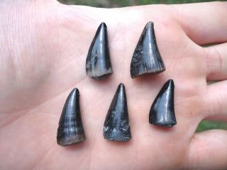 5 Top Quality Massive Barracuda Teeth Florida Fossils Fish Tooth Jaw Bones Skull
