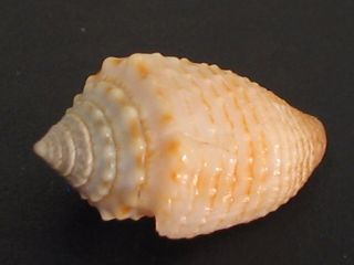 Very Rare.  Conus Henckesi 14.  7mm Brazil Seashell