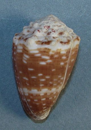 Conus Tiaratus 38.  44mm Rare Xxl Specimen Pulmo Reef,  Baja Sur,  Mexico
