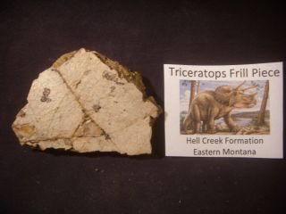 Dinosaur Bones Triceratops Frill Bone Hell Creek Formation,  Montana,  Us