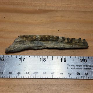 Large Boney Fossil Fish Jaw From Cretaceous Of Kansas