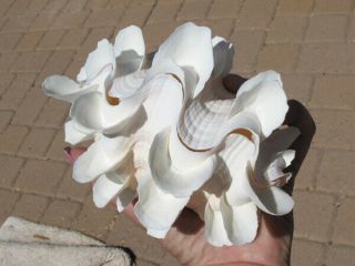 Tridacna Squamosa White Rose Fluted Ruffled Clam Shell Matched Pair,  6 "