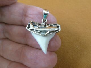 (s1925 - 1) 1 " Oceanic White Tip Shark Tooth Teeth Silver Capped Pendant Necklace
