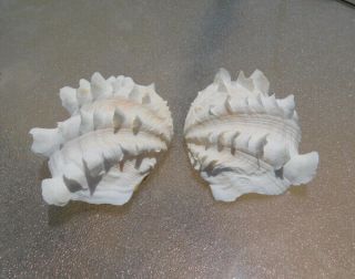 Tridacna Squamosa White W/lt Pink Fluted Ruffled Clam Shell Matched Pair,  5 "