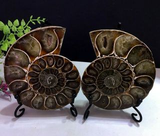 381g Natural A Ammonite Ancient Fossils Slice Nautilus Jade Shell,  Stand