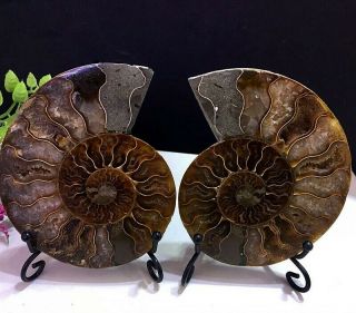 223g Natural A Ammonite Ancient Fossils Slice Nautilus Jade Shell,  Stand