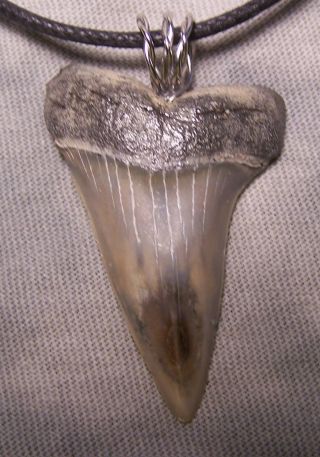 1 3/4 " Mako Shark Tooth Teeth Megalodon Wireless Pendant Fossil Necklace Jaw