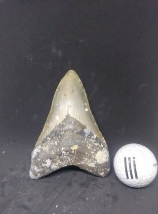 4.  84 " Megalodon Sharks Tooth Fossil 100 Authentic